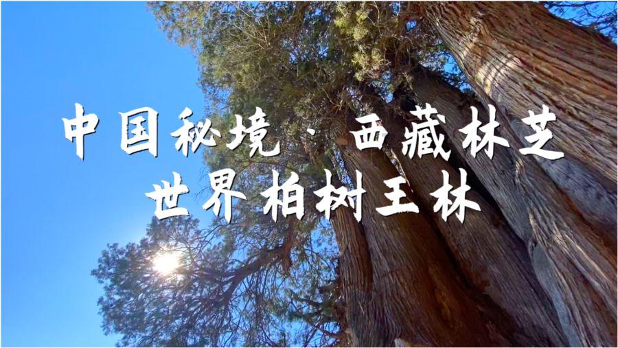 拯救精灵的土地10